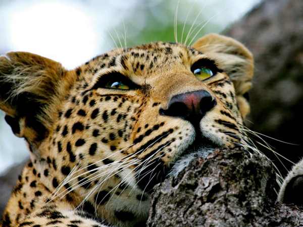 पिता को बचाने के लिए 10 मिनट तक लड़ा बेटा पिता को बचाने के लिए 10 मिनट तक लड़ा बेटा