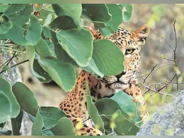 तेंदुए के बारे में बताए जाने पर वनकर्मी ने यह कहा तेंदुए के बारे में बताए जाने पर वनकर्मी ने यह कहा