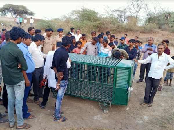 leopard hunting over 40 sheep in morbi, Gujarat 