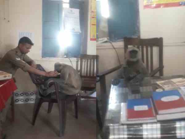 दरोगा की सीट पर बंदर की खातेदारी