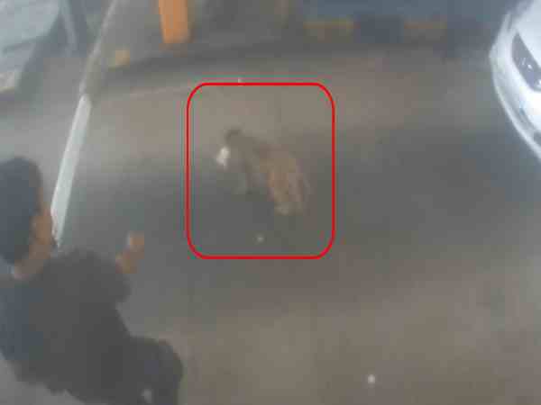 टोल प्लाजा पर बंदर की करतूत