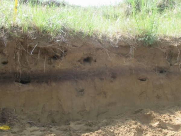 गड्ढे में फेंक दिया शव