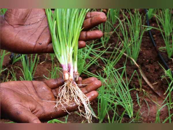 जलसंकट की वजह से आई बुवाई में गिरावट जलसंकट की वजह से आई बुवाई में गिरावट