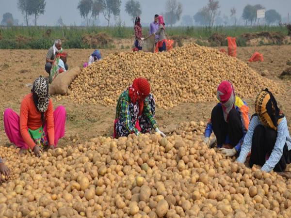 PepsiCo to withdraw case against Gujarat potato farmers PepsiCo to withdraw case against Gujarat potato farmers