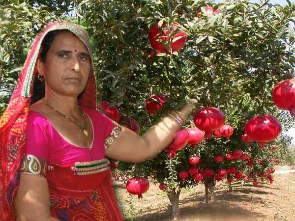 संतोष देवी खेदड़ करती है अनार की खेती संतोष देवी खेदड़ करती है अनार की खेती