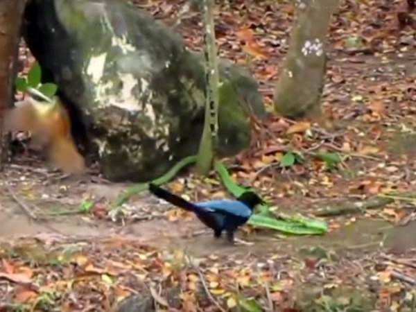 खतरा महसूस होते ही सांप पर टूट पड़ी चिड़िया