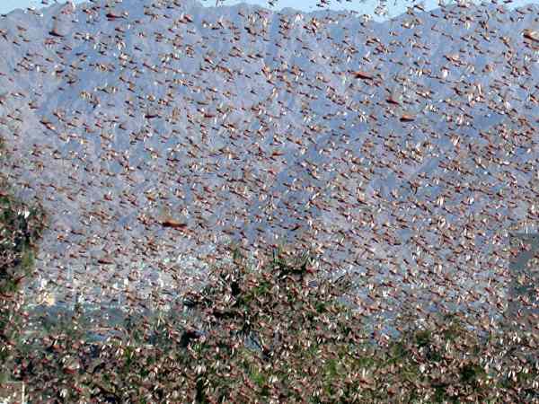 Locust Attack on Jaisalmer and barmer india pakistan Border area 
