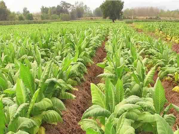 किसानों को कर रही मालामाल