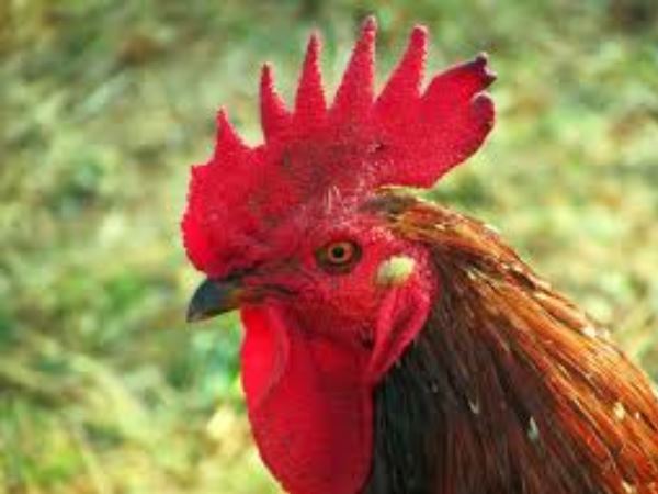 शिकायत में महिला ने लिखी ये बातें शिकायत में महिला ने लिखी ये बातें