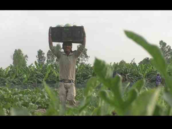 farmers earning good profit from watermelon crop