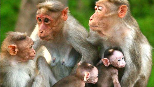 स्थानीय लोगों का दावा, मर चुके सैकड़ों बंदर