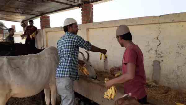 muslim brothers reached gaushala to feed cows