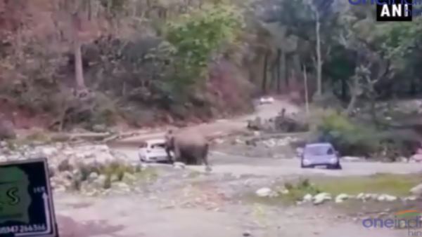 गुस्से में खतरनाक हो जाते हैं हाथी