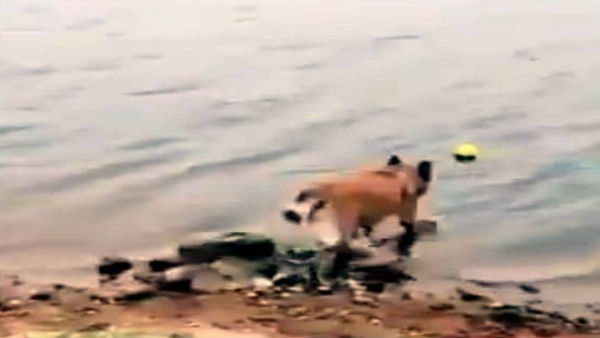  दो दिन में वायरल हुआ वीडियो 