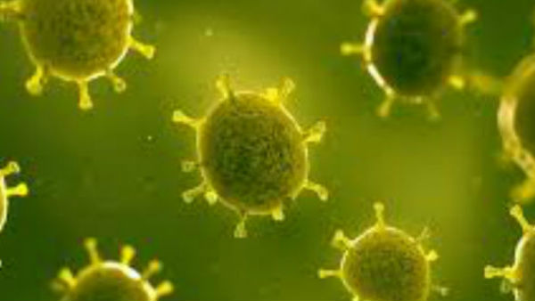 खजूर चमगादड़ की वजह से संक्रमित थे...