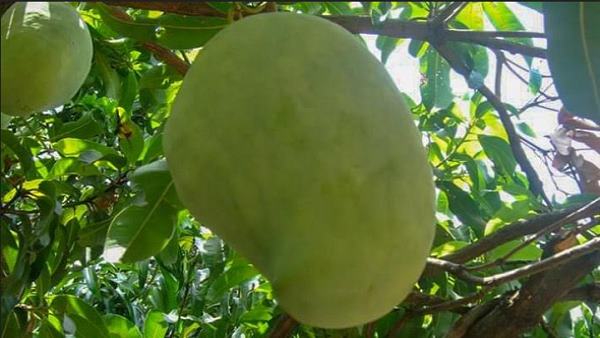 3 किलो से भी ज्यादा होता सकता है इस आम का वजन 3 किलो से भी ज्यादा होता सकता है इस आम का वजन