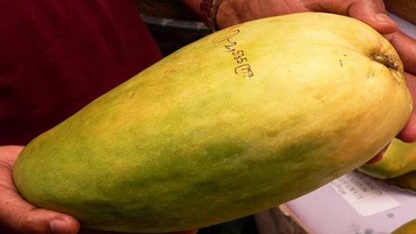 ये है नूरजहां, कहा जाता है 'आमों की रानी' ये है नूरजहां, कहा जाता है 'आमों की रानी'