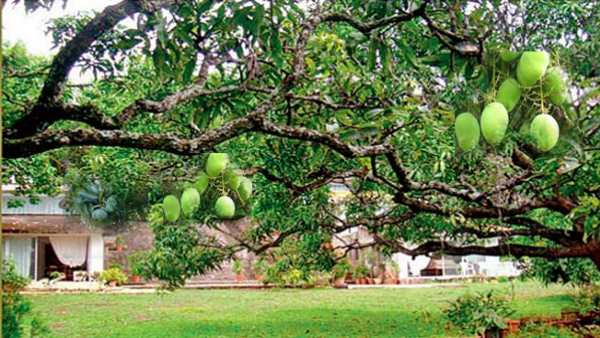 हजार रुपए से भी ज्यादा महंगा आम, इसलिए बढ़े दाम हजार रुपए से भी ज्यादा महंगा आम, इसलिए बढ़े दाम