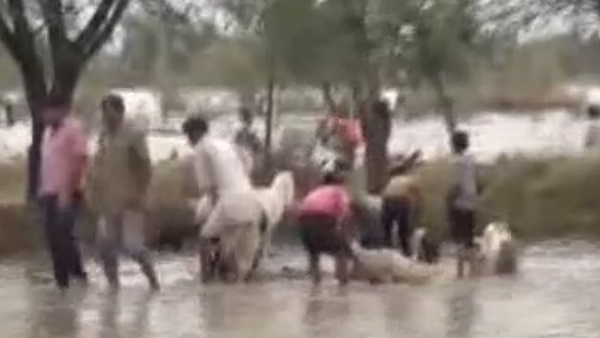  500 sheep died due to heavy rain in Gayari ka kheda Chittorgarh 