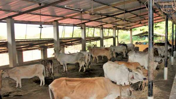 गोपालन के इच्छुक सीधे सीएम कमलनाथ से मिल सकते हैं