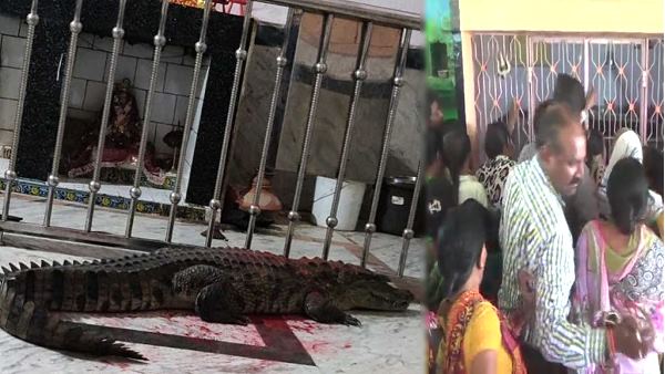 वनविभाग ने कराया रेस्क्यू