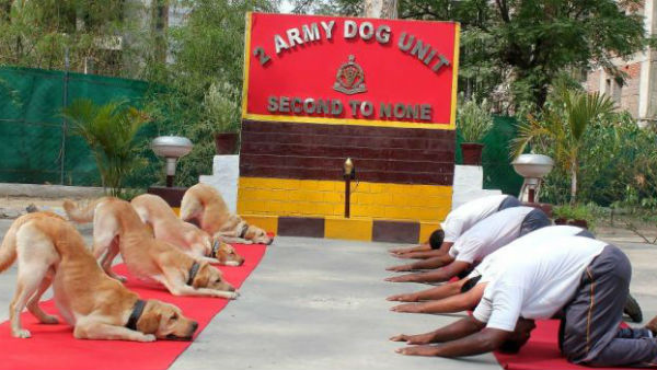 सेना के डॉग स्‍क्‍वॉड ने भी किया आज योग