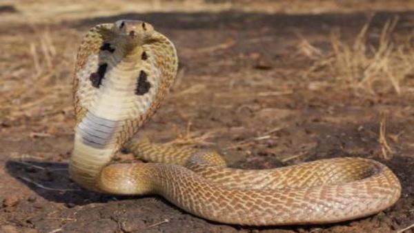 कोच्ची एयरपोर्ट पर भी हो चुका है ऐसा