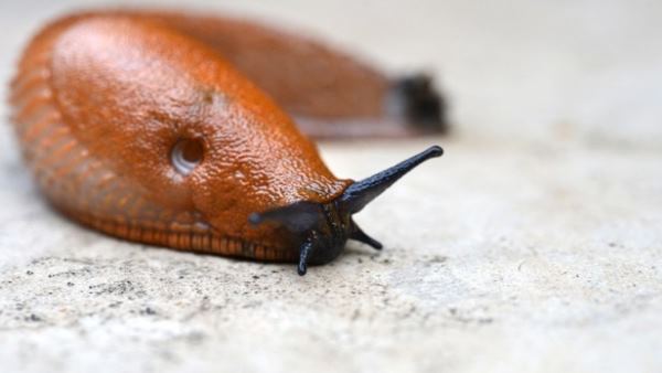 कीड़े के कारण कैसे लेट हुईं 26 ट्रेनें