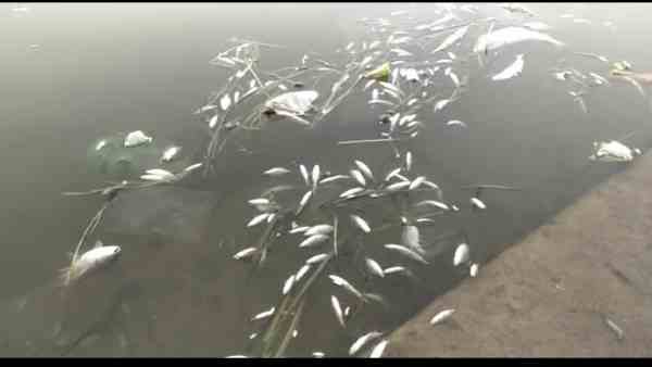 Fishes are dying in Ram ki pairi
