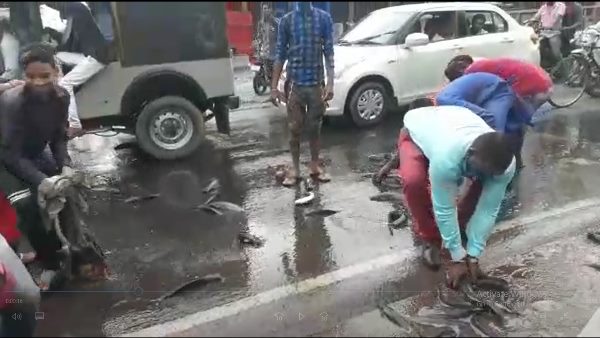 fish Spread on sagar kanpur National highway in Chhatarpur