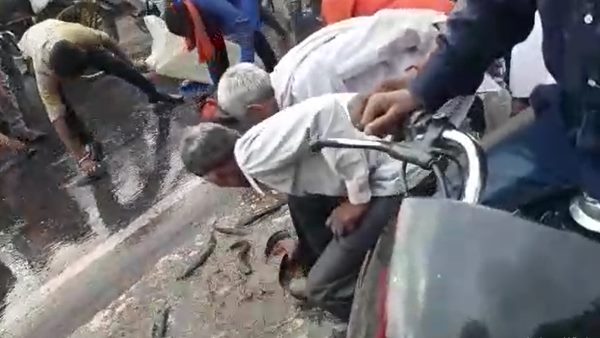 fish Spread on sagar kanpur National highway in Chhatarpur