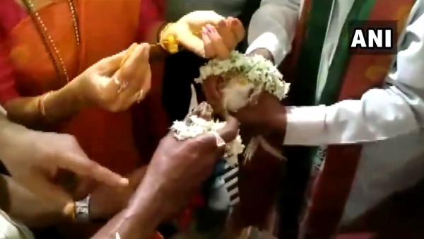 Frogs married in Karnatakas Udupi to please the rain gods Frogs married in Karnatakas Udupi to please the rain gods