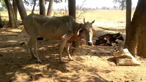 two ox died in the gaushala two ox died in the gaushala