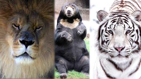 खरीदारी के लिए एकता मॉल बनाए जाएंगे