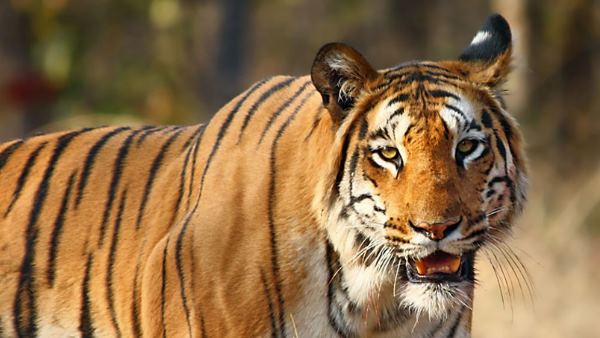 खतरा देखकर भी नहीं छोड़ा मालिक का साथ