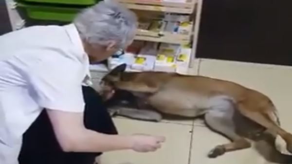 कुत्तों को फार्मेसी में आराम की जगह देती हैं Banu Cengiz
