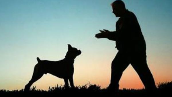 कुत्ते ने बचाई बच्चे की जान