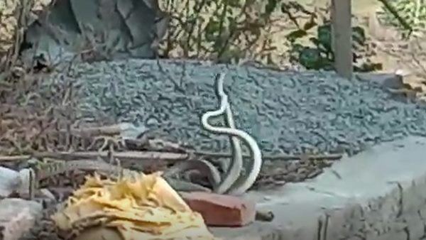 अठखेलियां करता दिखा सांप का जोड़ा