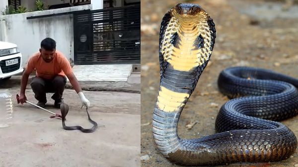 King Kobra Snake Entered in Home, Video Goes viral King Kobra Snake Entered in Home, Video Goes viral