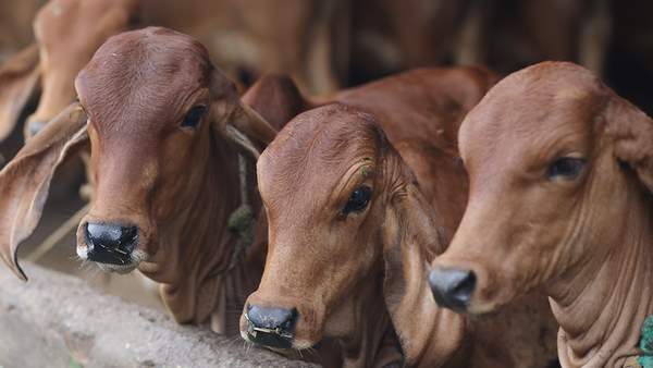 हर सुबह नौ घंटे में जानवरों को फव्वारे के नीचे लाते हैं