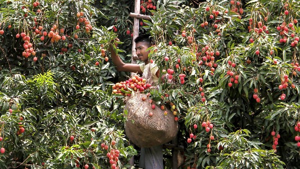 लीची किसान हैं परेशान लीची किसान हैं परेशान