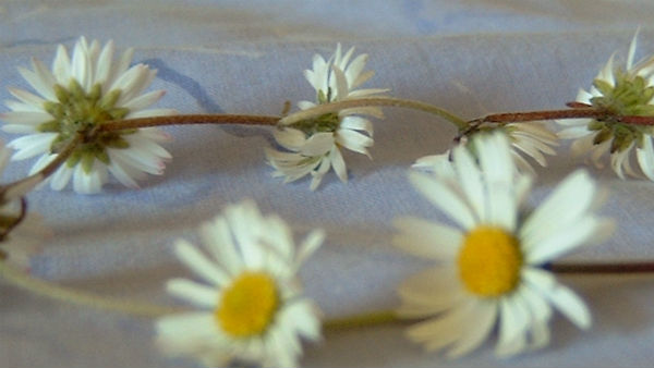 माला में सावधानियां