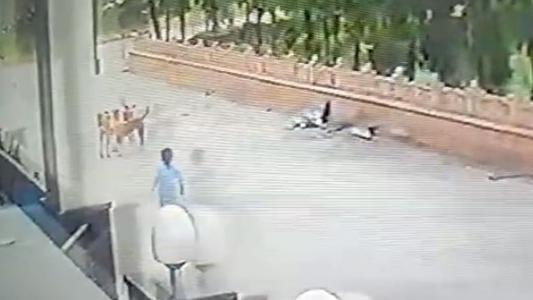 3 year old child attacked by 5 stray dogs in mathura