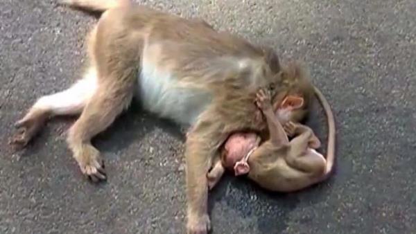  वन विभाग कर्मचारियों को संक्रमण फैलने का भी खतरा