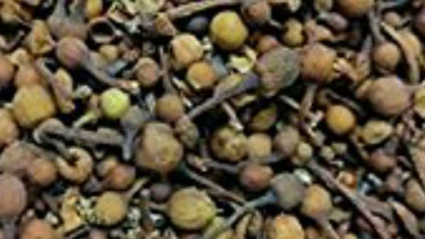 मासिक धर्म में फायदेमंद मासिक धर्म में फायदेमंद