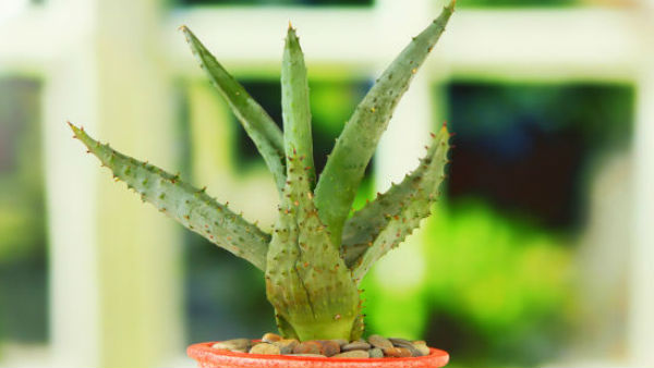 गाय को जड़ सहित हरा धनिया खिलाएं