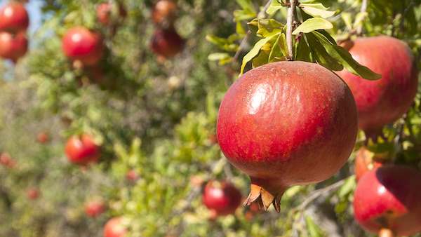 बनासकांठा ने बनाए रिकॉर्ड बनासकांठा ने बनाए रिकॉर्ड