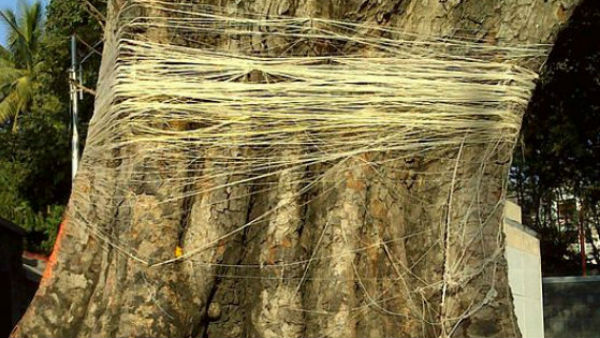 वृक्ष की परिक्रमा 