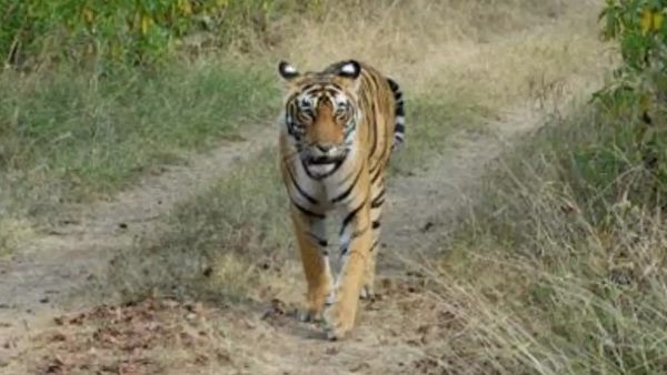 लुप्तप्राय प्रजातियों का शिकार किया लुप्तप्राय प्रजातियों का शिकार किया