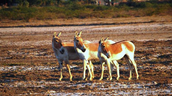 4953 वर्ग किलोमीटर के क्षेत्र में फैला एकमात्र घुड़खर अभ्यारण्य 4953 वर्ग किलोमीटर के क्षेत्र में फैला एकमात्र घुड़खर अभ्यारण्य
